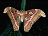 Atlas Moth - Wings of Paradise, Cambridge