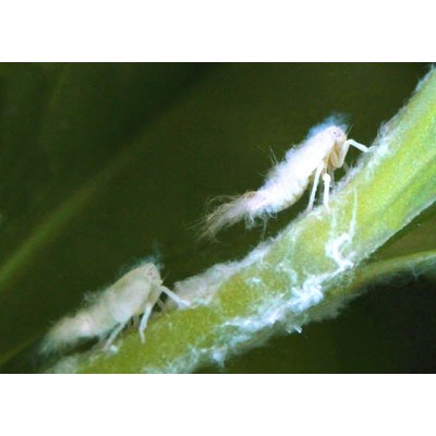 Fluff and Stuff the Woolly aphids