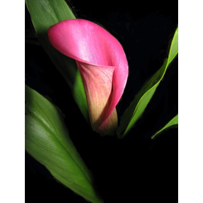 Pink Calla Lily